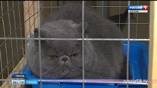 В Пензе гостят кошки по цене автомобиля В Пензе гостят кошки по цене автомобиля