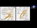 Dr jeimylo de castro talks about msk us of the lower extremity nerves and its entrapments