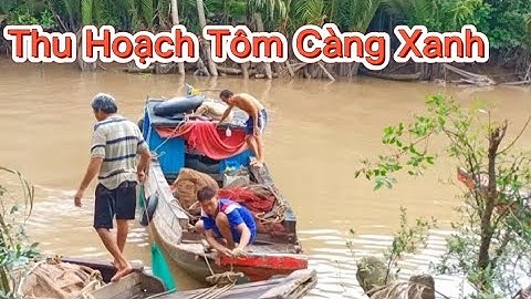 Mùa Nước Nổi/Thu Hoạch Tôm Càng Xanh.