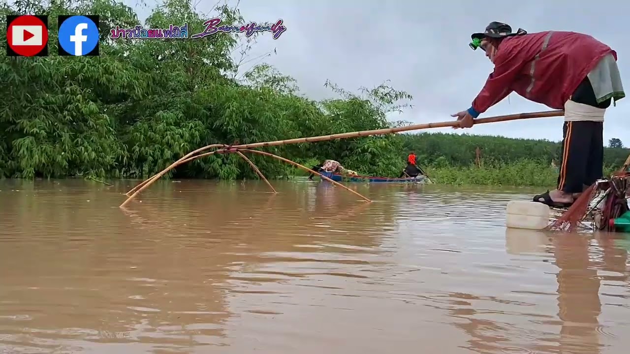 ยกยอ ปลานกเขา ปลาน้ำแดงลำปาว กาฬสินธุ์ บ้านดงสวรรค์ ห้วยมูล (พาเลาะยกยอ ep 12)