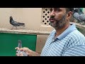 Super high quality pigeons pakistan game wali breed ustad malik mohkam khokhar of lahore