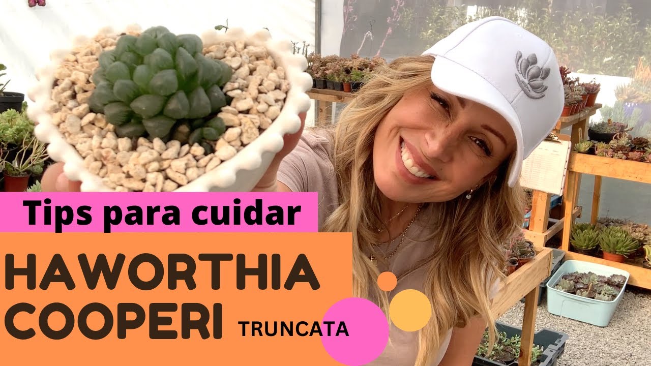 Hablemos de la Haworthia cooperi truncata, como la cuido.