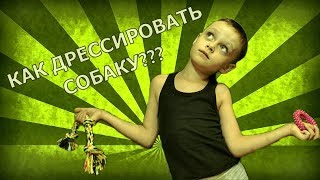 Как дрессировать собаку