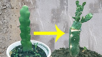 cách ghép cây xương rồng vào cây thanh long