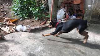 Can Dogs And Cats Be Friends? Look This 😂 by Lan and Lieu 1,087 views 2 years ago 1 minute, 15 seconds