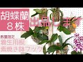 【7月15日12:00】迫力の大輪胡蝶蘭出します。限定！購入特典