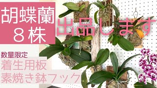 【7月15日12:00】迫力の大輪胡蝶蘭出します。限定！購入特典