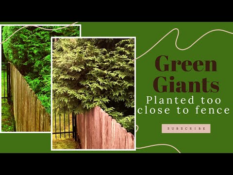 Green Giant Arborvitae planted too close to a fence! 🌲🌲🌲 hqdefault
