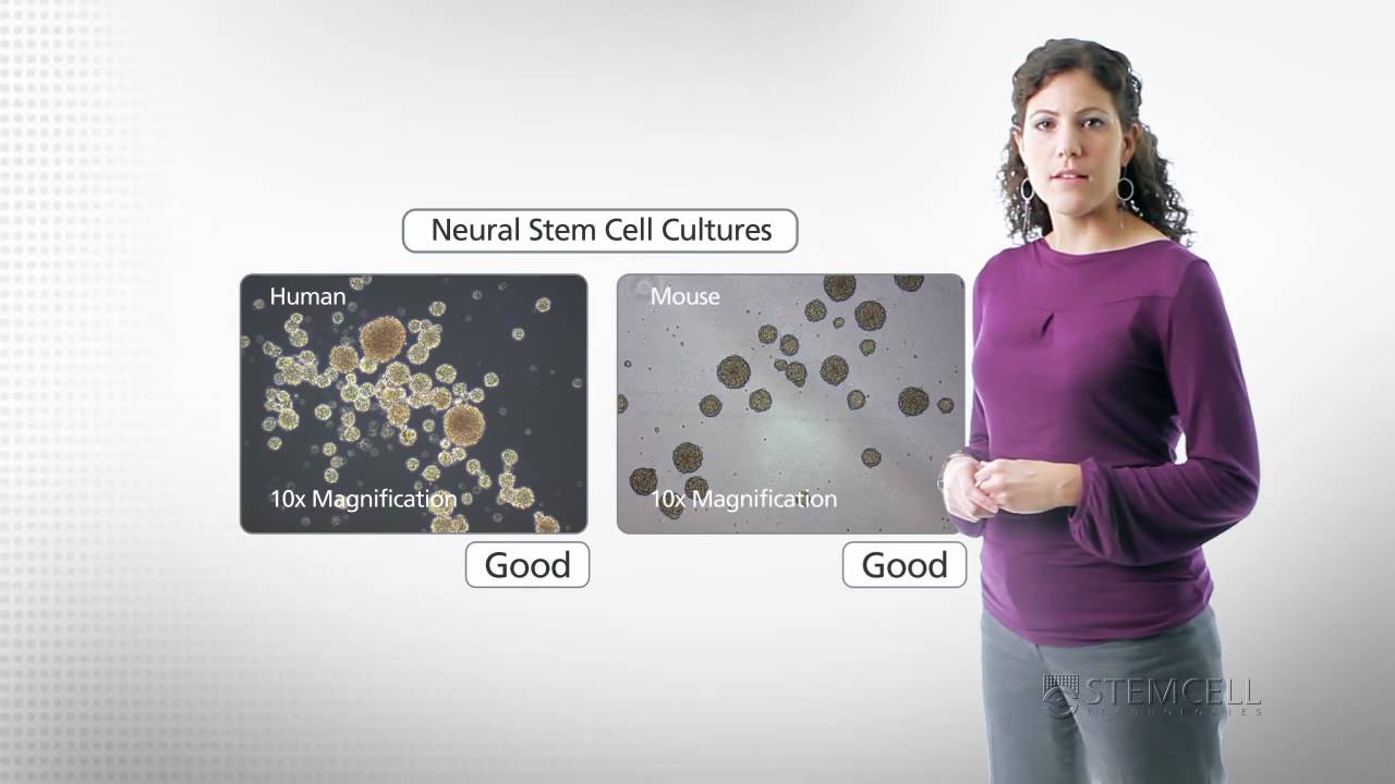 NeuroCult™ Proliferation Media | STEMCELL Technologies