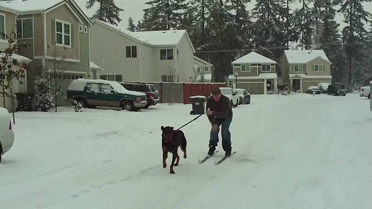 Sled Rotties My Rottweiler Sled Dog - YouTube