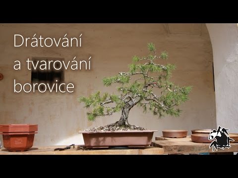 Video: Ako Pestovať Borovicové Bonsaje