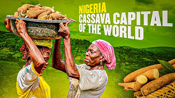 Nigeria Is the Biggest Cassava Producer in The World