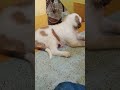 saint barnard dog shorts video #shorts#viral shorts