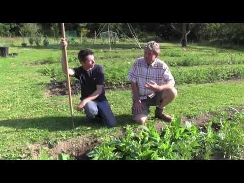 Video: Hoe Eenjarige Bloemen Te Laten Groeien?