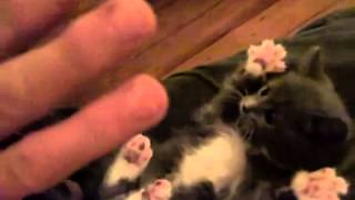 Surprised Kitty (Original).flv