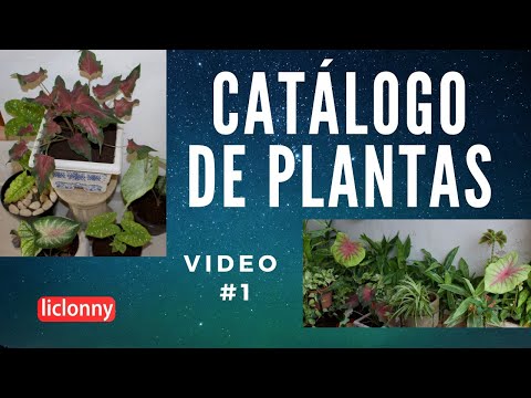 Vídeo: 5 Originales Plantas De Interior Con Flores Tubulares. Lista De Nombres Con Fotos - Página 4 De 6