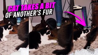 Cat Slowly Approaches Another, Leans in and Takes a Bit of His Fur