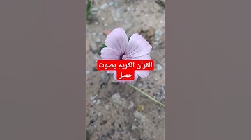 القرآن الكريم بصوت جميل #قرآن #اكسبلور #quran #تيك_توك #القرآن_الكريم #لايك #راحة_نفسية #ترند #في