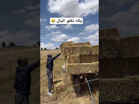 ياله نگلو البال فلاحة فلاح