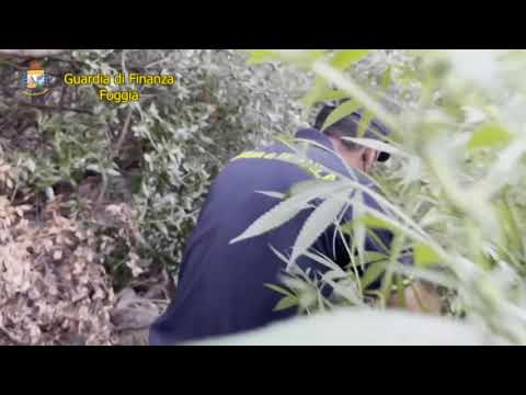 Scoperta piantagione di marijuana sul Gargano, arrestato incensurato