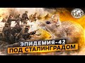 Эпидемия-42 под Сталинградом | @Русское географическое общество