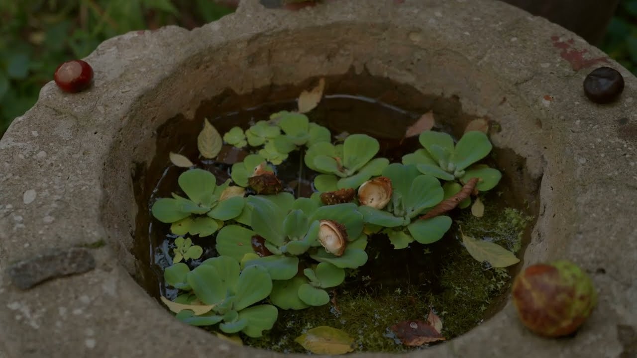 Notes from the Forgotten Garden