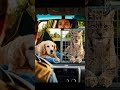I Rescued a Dog in 30 Seconds