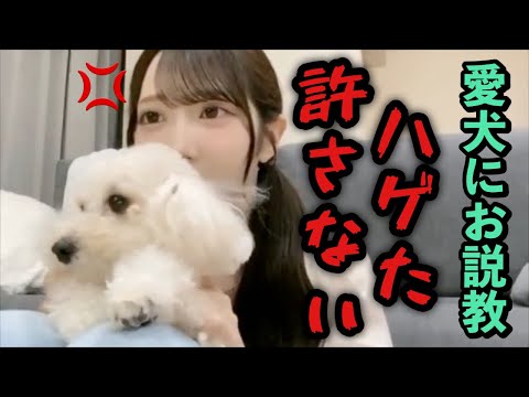[≠ME] Saya Tanizaki gives her beloved dog a stern talking-to after it eats her favorite stuffed a...