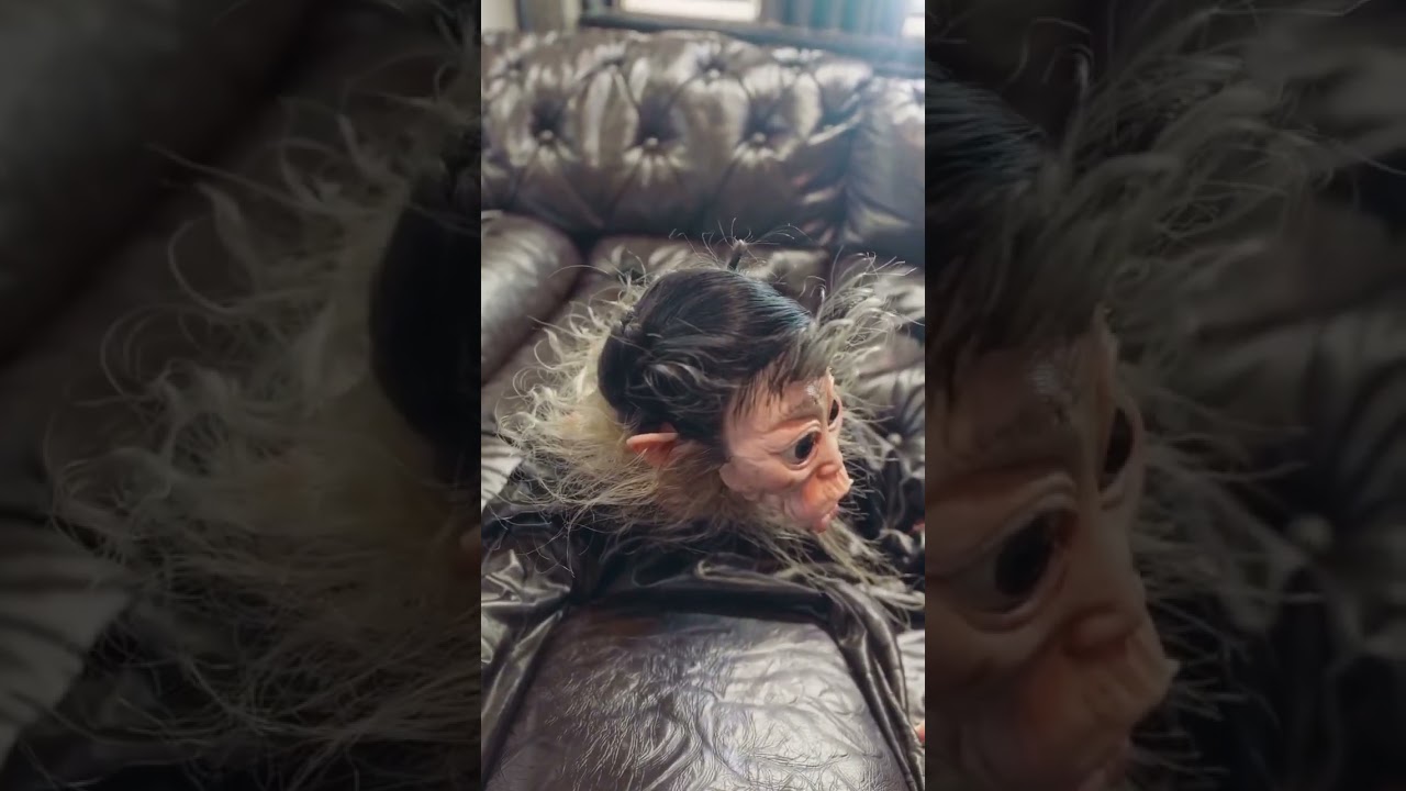 You Won’t Believe What It Did 🐒 😳MutantMonkey 