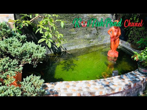 Video Hướng dẫn làm hồ cá Koi ngoài trời với bộ lọc đơn giản... - youtube