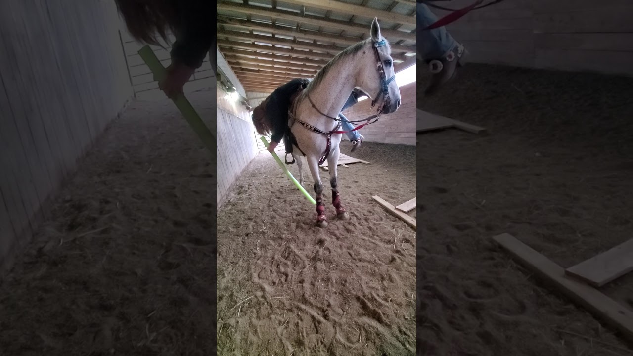 Double J&J Stables ~~~Parker ~ Thoroughbred gelding ~ Crazy Noodle Playing