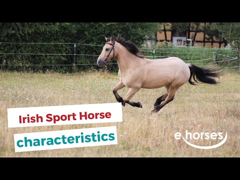 Video: Morabský kůň