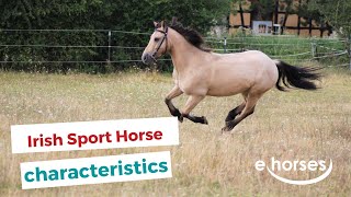 Irish Sport Horse | characteristics, origin & disciplines