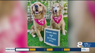 News Channel 8's Avery Cotton is pregnant!