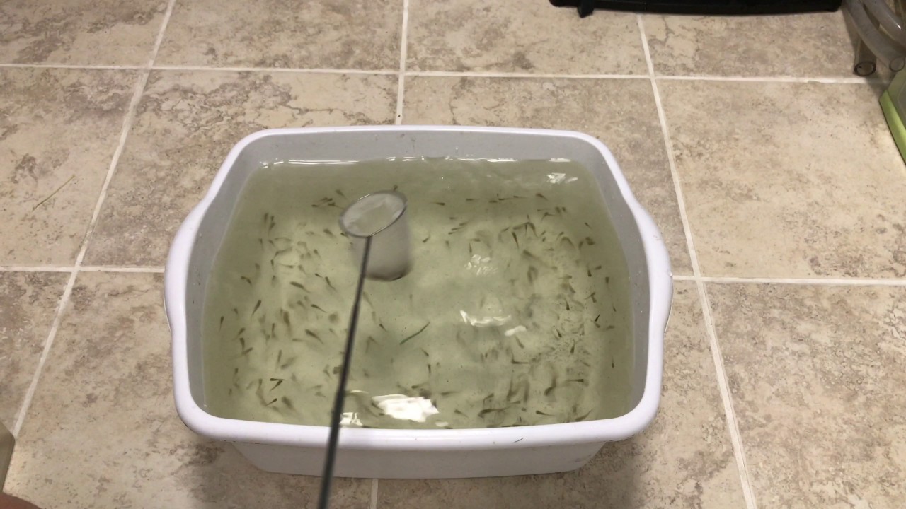 How To Count Aquarium Fish - YouTube