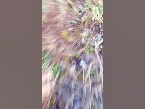 СКРИМ - YouTube
