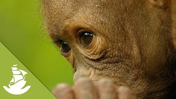 Life richness and Borneo