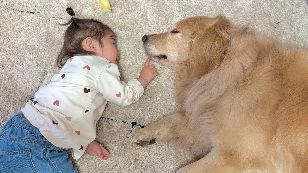 生まれた時から面倒を見てきた1歳児に今度は世話を焼いてもらうようになったゴールデンレトリバー