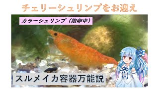 【ミナミヌマエビの観察】チェリーシュリンプをお迎え