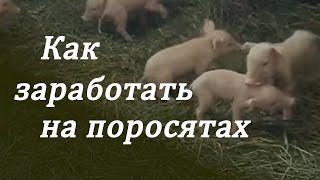 Как заработать на поросятах Как заработать на поросятах