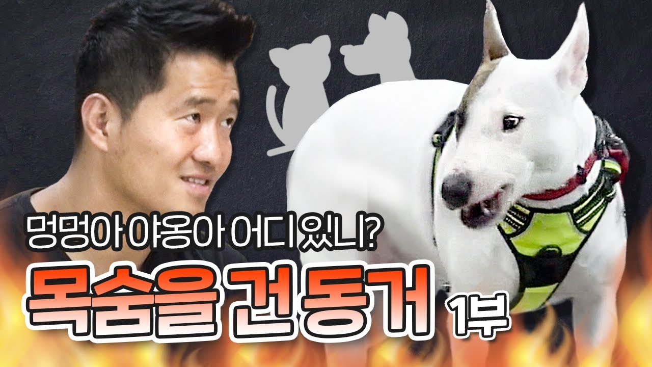 [Eng sub] 함께 사는 개와 고양이를 공격하는 불 테리어 구락이 1부｜내 강아지의 공격성 The aggression of my dog