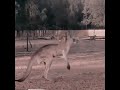 Two kangaroo fightfight between  kangaroo shorts