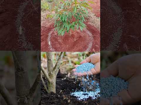 Video: Tai heo hai lá mầm: Mẹo trồng và thông tin về cách chăm sóc cây tai heo