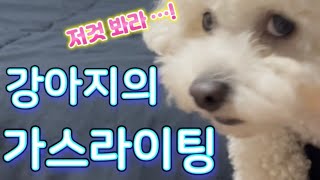 강아지의 가스라이팅 …!