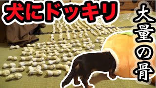 朝起きたら大量の骨に囲まれてるドッキリを犬にしてみたら...！！