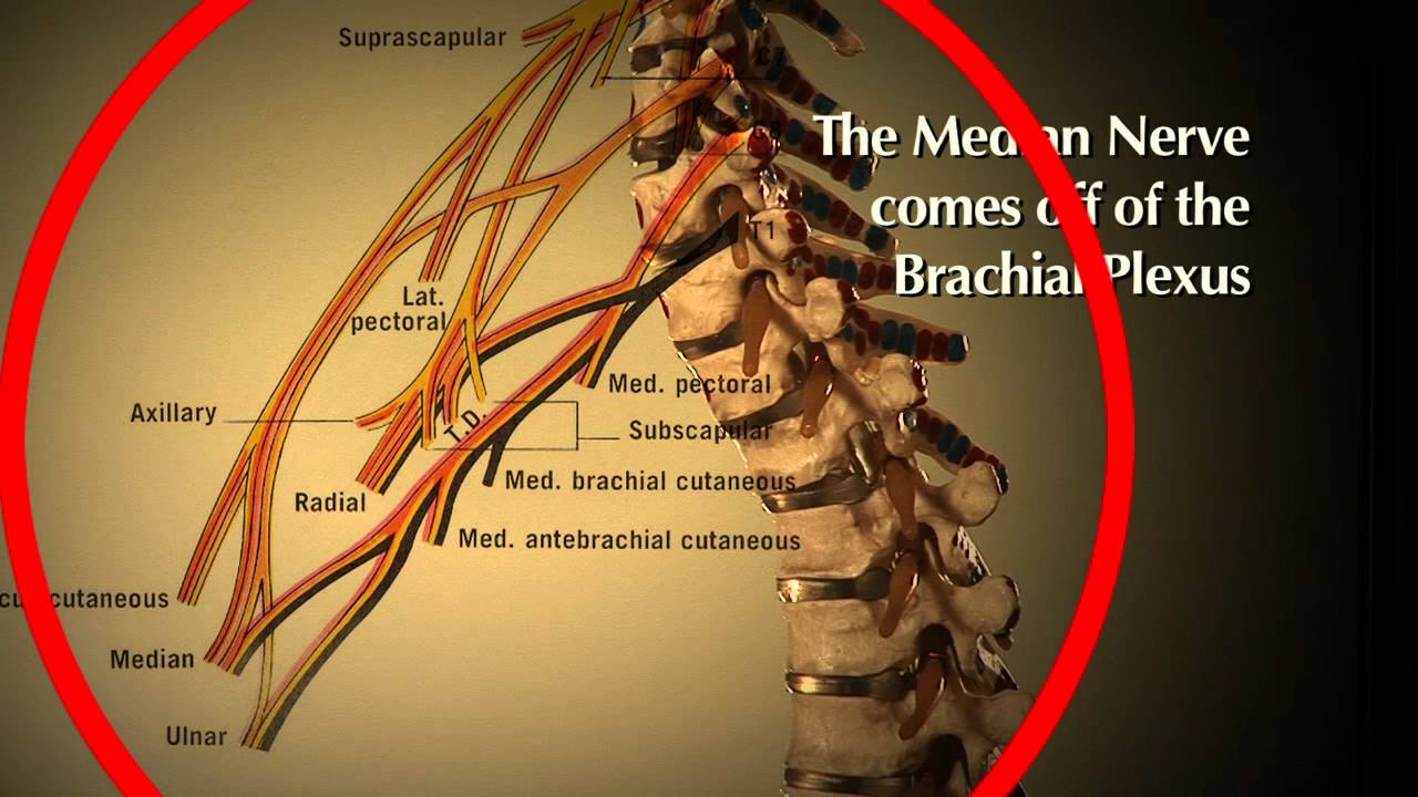 Best Chiropractor in Denver for Treating Carpal Tunnel Syndrome - Your Healing Place - 80224