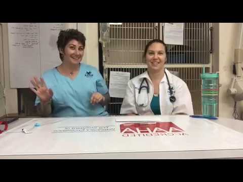 Wideo: IBD U Kotów: Kompletny Przewodnik Po Nieswoistych Zapaleniach Jelit U Kotów