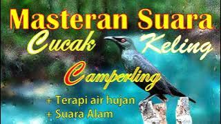 Masteran Suara Cucak Keling | Camperling | Perling | #kicaumania #kicau  #burungkicau #kicauburung