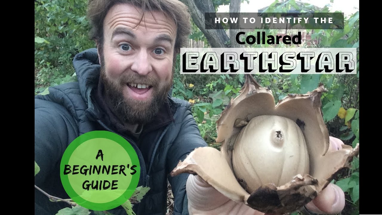 How to Identify the Collared Earthstar: A Beginner's Guide