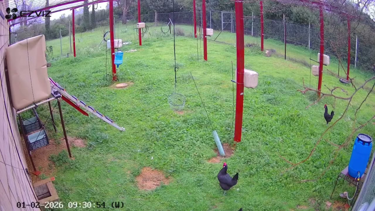 Ataque de meloncillo